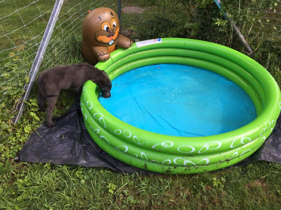 Ein Hund steht nachdenklich an einem Planschbecken voller Wasser