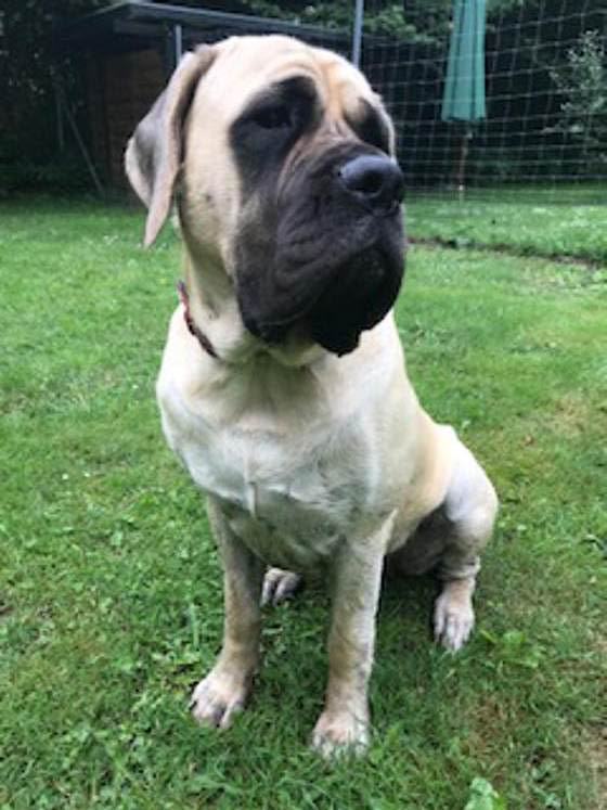 Foto aus dem Training der Hundeschule Gülzow