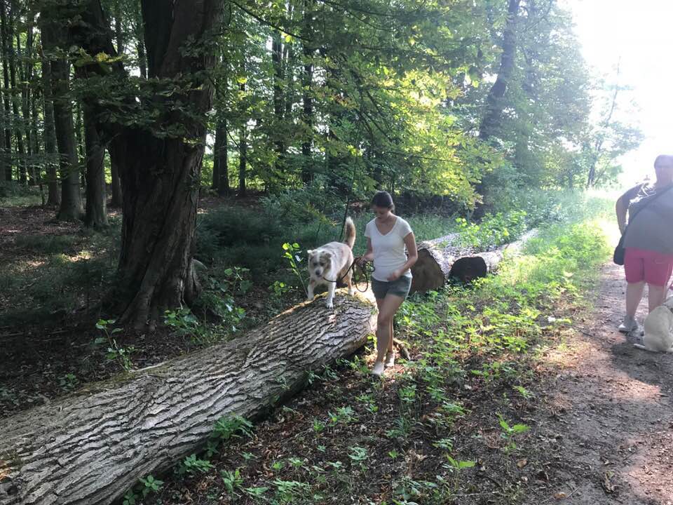 Foto aus der Hundeschule Gülzow