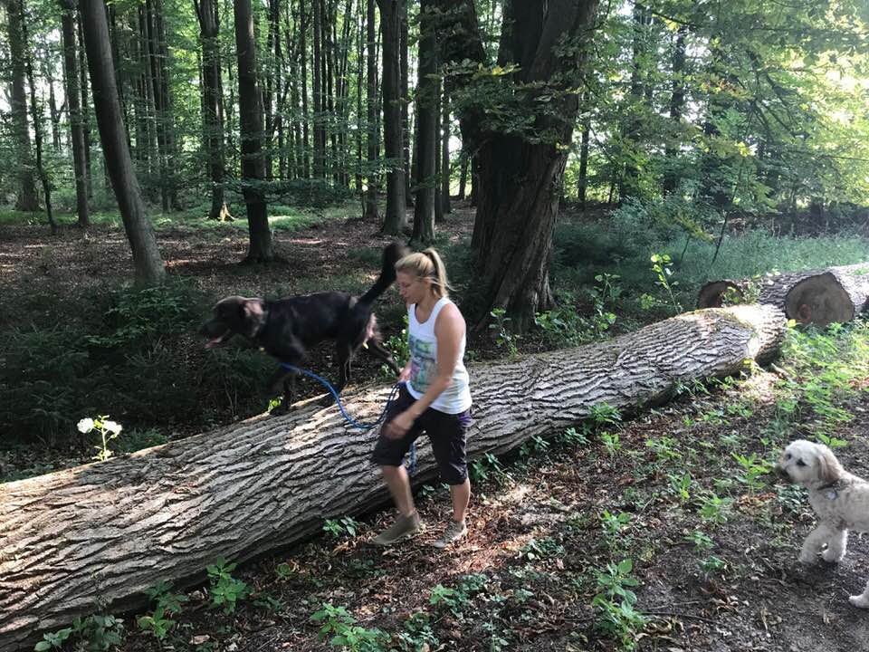 Foto aus der Hundeschule Gülzow