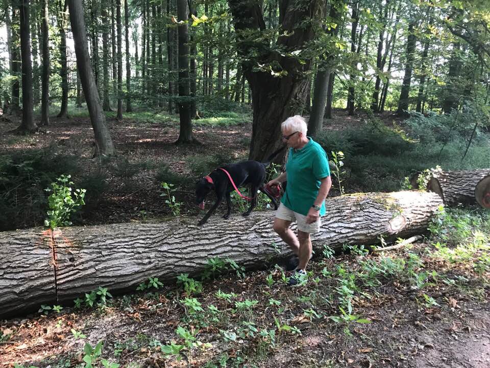 Foto aus der Hundeschule Gülzow