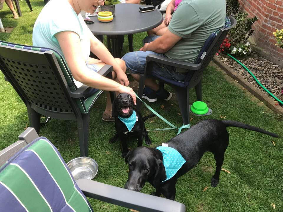 Foto aus der Hundeschule Gülzow