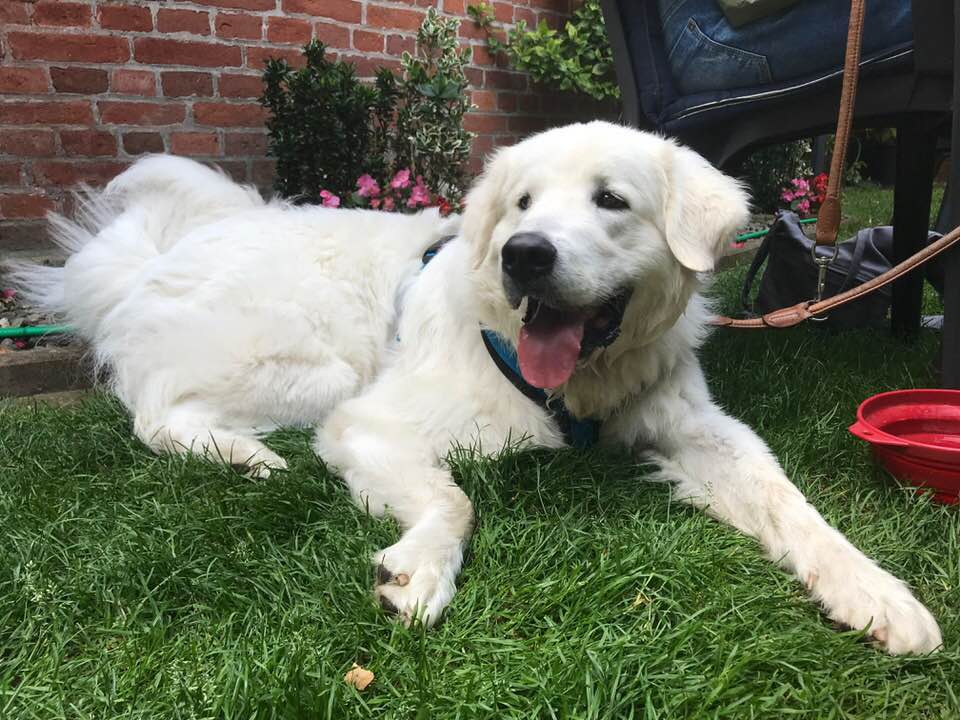 Foto aus der Hundeschule Gülzow