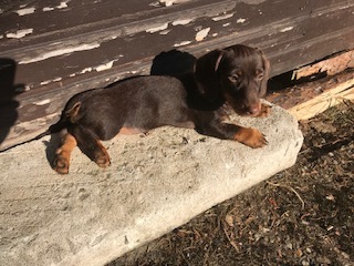 Foto aus der Hundeschule Gülzow