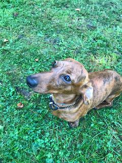 Foto aus der Hundeschule Gülzow