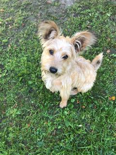 Foto aus der Hundeschule Gülzow