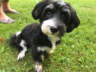 Foto aus der Hundeschule Gülzow