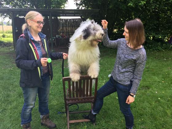 Foto aus dem Training der Hundeschule Gülzow
