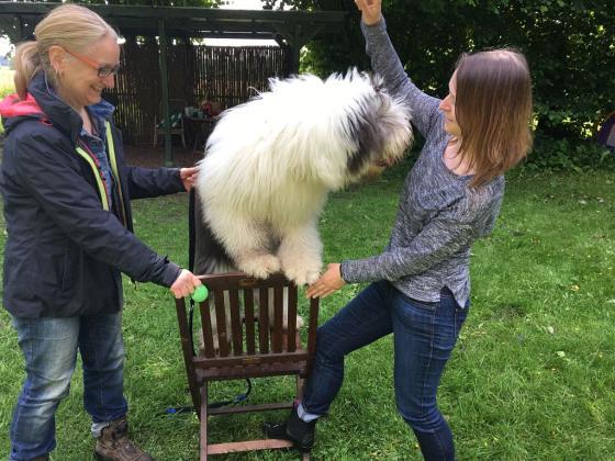 Foto aus dem Training der Hundeschule Gülzow