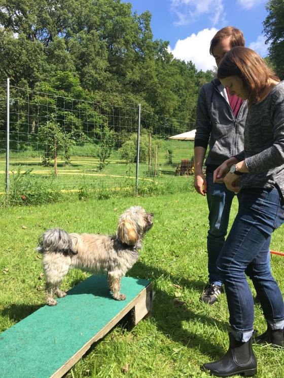 Foto aus dem Training der Hundeschule Gülzow