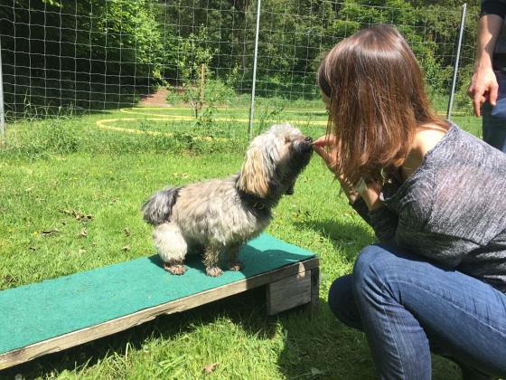 Foto aus dem Training der Hundeschule Gülzow
