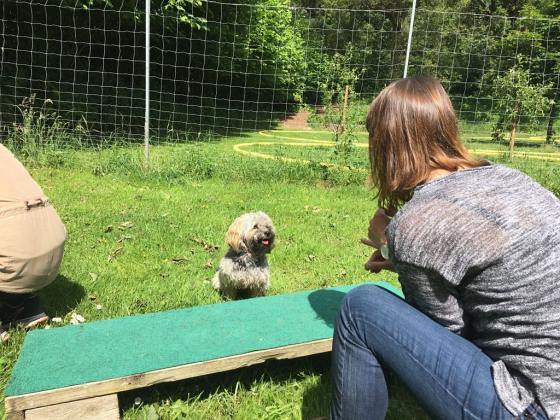 Foto aus dem Training der Hundeschule Gülzow