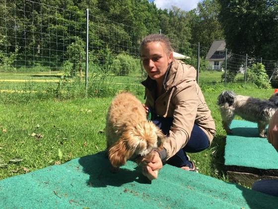Foto aus dem Training der Hundeschule Gülzow