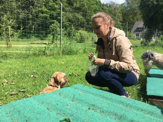 Foto aus dem Training der Hundeschule Gülzow
