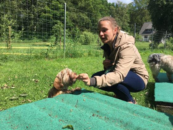Foto aus dem Training der Hundeschule Gülzow