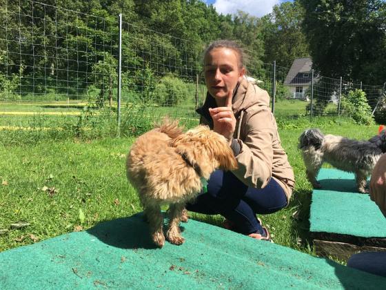 Foto aus dem Training der Hundeschule Gülzow