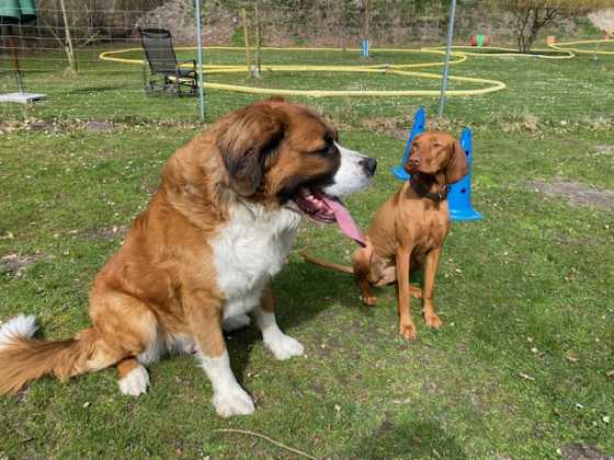 Ein großer und ein kleinerer Hund stehen hechelnd nebeneinander auf dem Trainingsplatz