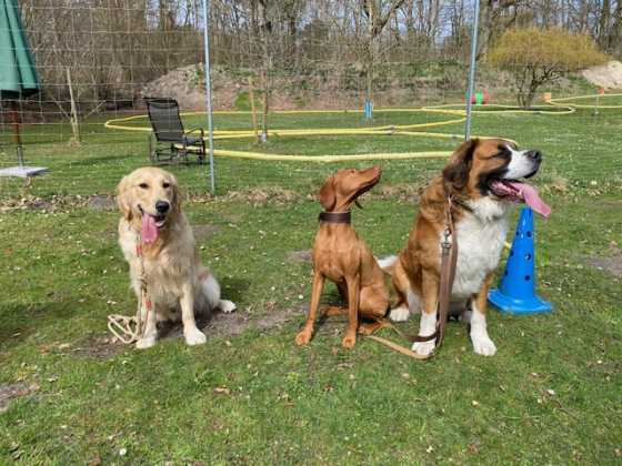 Foto aus dem Training der Hundeschule Gülzow