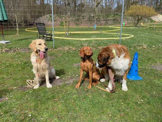 Foto aus dem Training der Hundeschule Gülzow