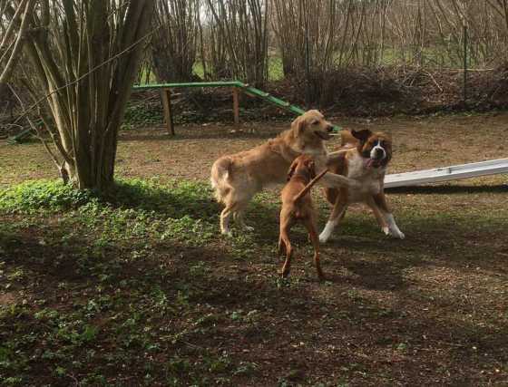 Foto aus dem Training der Hundeschule Gülzow