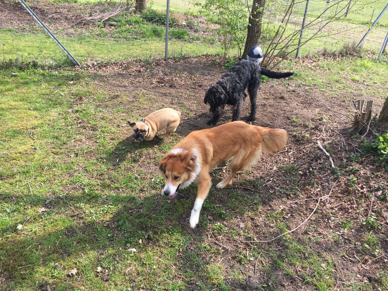 Foto aus dem Training der Hundeschule Gülzow