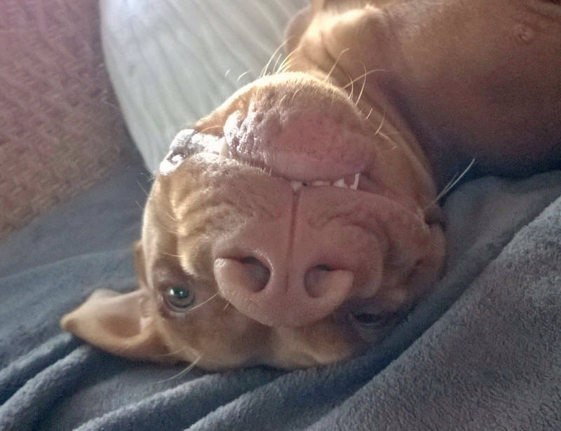 Foto aus dem Training der Hundeschule Gülzow