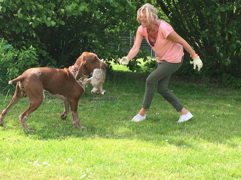 Foto aus dem Training der Hundeschule Gülzow