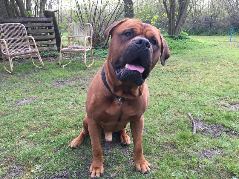 Foto aus dem Training der Hundeschule Gülzow