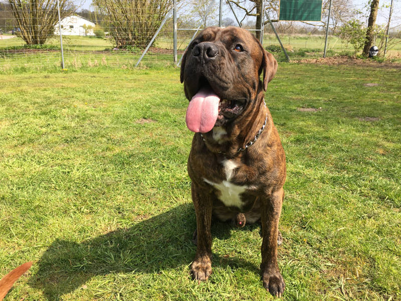 Foto aus dem Training der Hundeschule Gülzow
