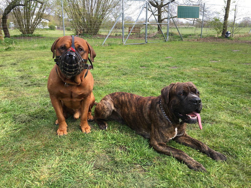 Foto aus dem Training der Hundeschule Gülzow