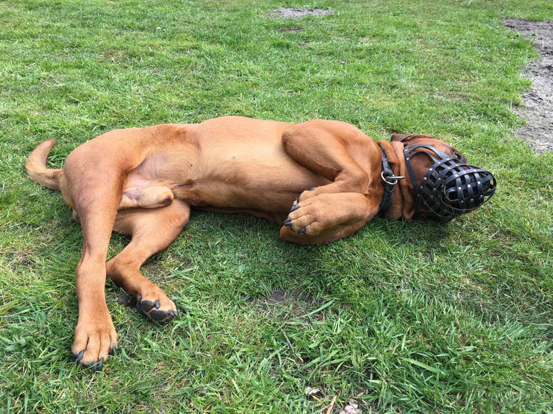 Foto aus dem Training der Hundeschule Gülzow
