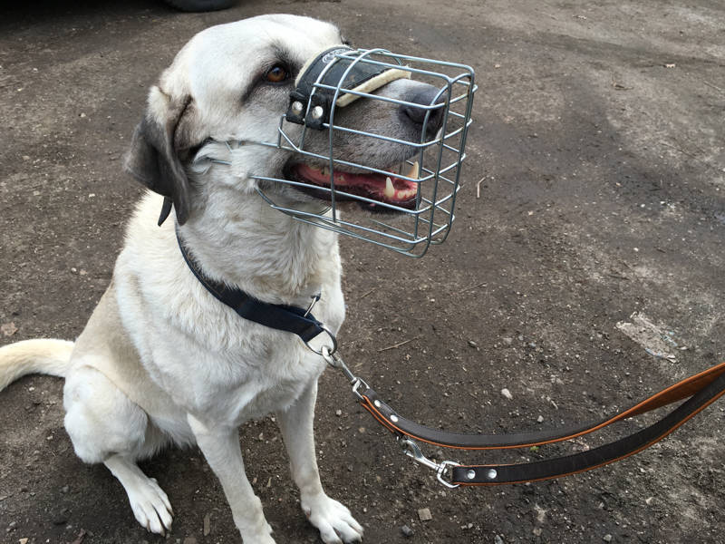 Foto aus dem Training der Hundeschule Gülzow