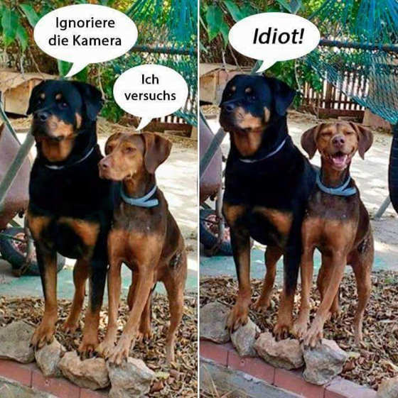 Foto aus dem Training der Hundeschule Gülzow