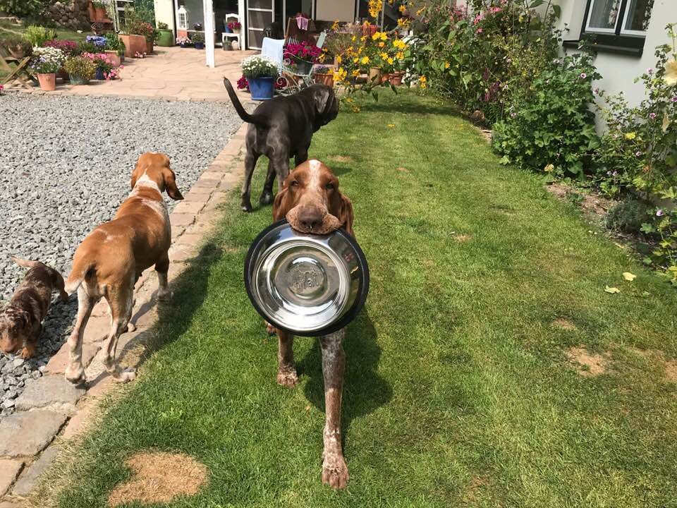 Foto aus dem Training der Hundeschule Gülzow