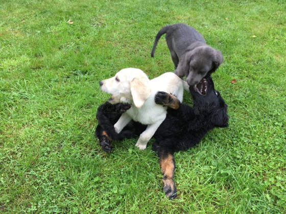 Foto aus dem Training der Hundeschule Gülzow