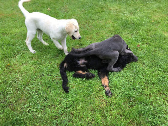 Foto aus dem Training der Hundeschule Gülzow