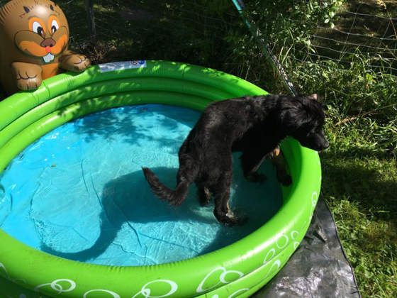 Foto aus dem Training der Hundeschule Gülzow