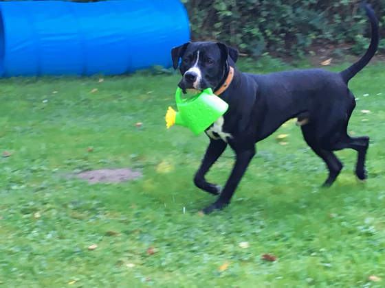 Ein schwarzer Hund läuft mit einer grünen Gießkanne im Maul über den Trainingsplatz