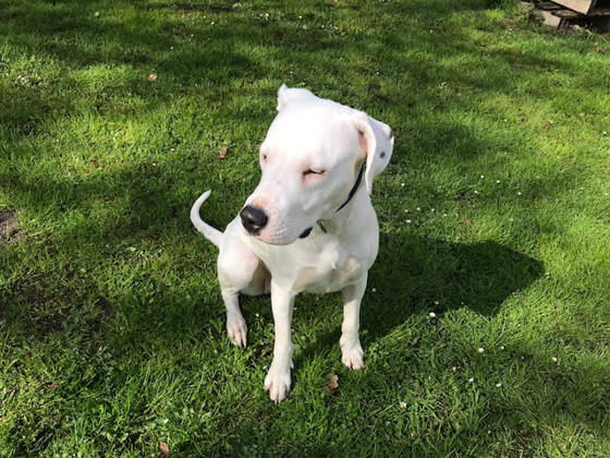 Foto aus dem Training der Hundeschule Gülzow