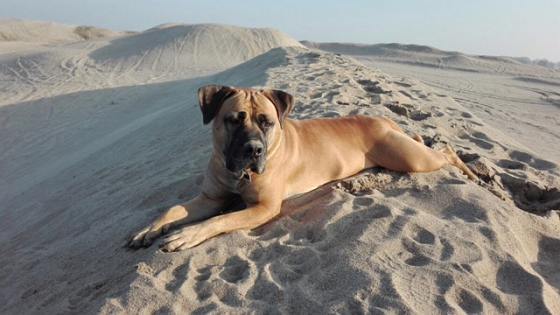 Foto aus dem Training der Hundeschule Gülzow