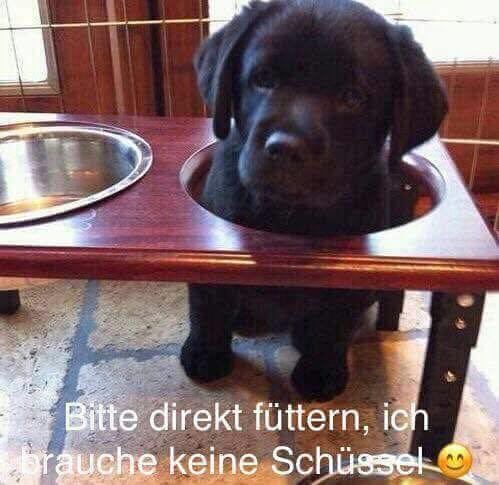Foto aus dem Training der Hundeschule Gülzow