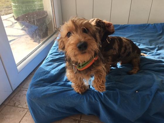 Foto aus dem Training der Hundeschule Gülzow