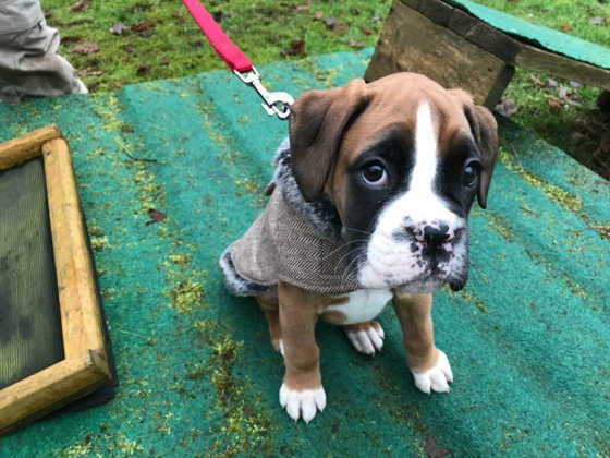 Ein Boxerwelpe in einem Pullover sitzt auf dem Trainingsplatz