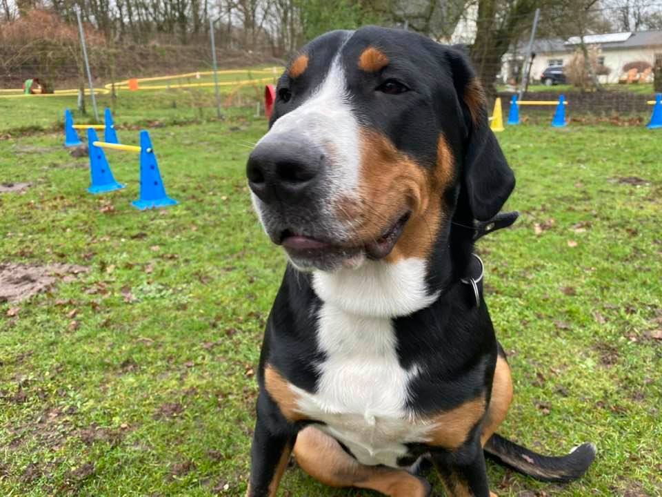 Foto aus dem Training der Hundeschule Gülzow