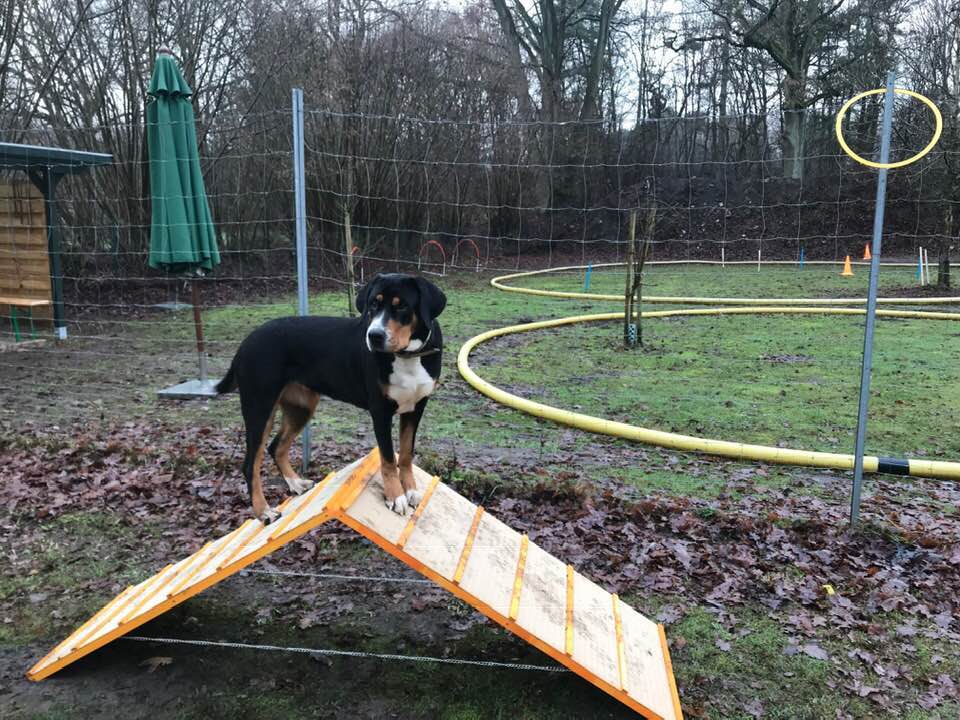 Foto aus dem Training der Hundeschule Gülzow