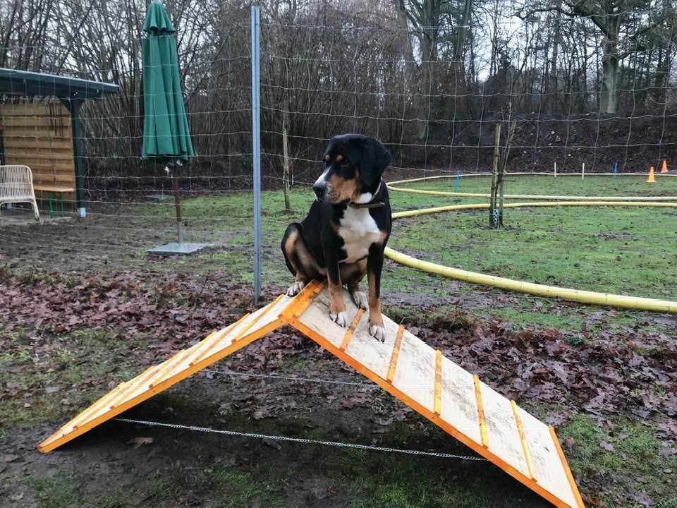 Foto aus dem Training der Hundeschule Gülzow