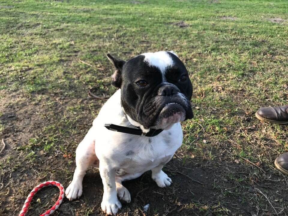 Eine Bulldogge sitzt auf der Wiese und schaut zur Seite
