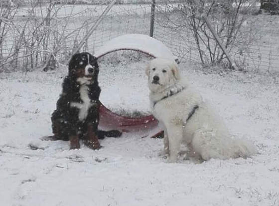 Foto aus dem Training der Hundeschule Gülzow