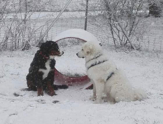 Zwei Hunde sitzen beim Training im Schnee