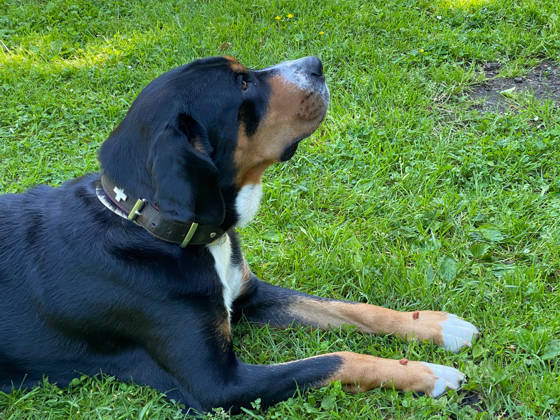 Foto aus dem Training der Hundeschule Gülzow